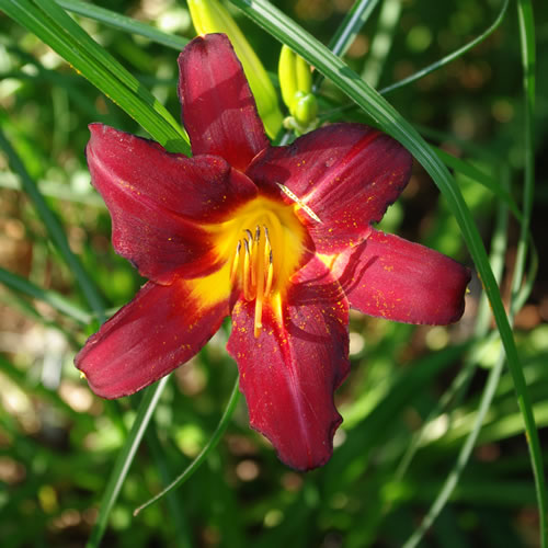 Hemerocallis Starling